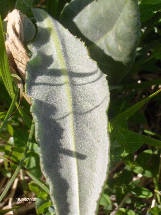 Senecio provincialis / Senecione provenzale